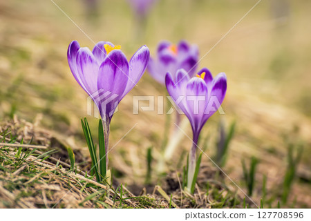 Spring crocus flowers, Easter background 127708596