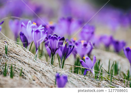Spring crocus flowers, Easter background 127708601