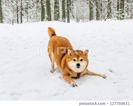 Funny friendly brown Shiba Inu dog in the winter forest 127708631