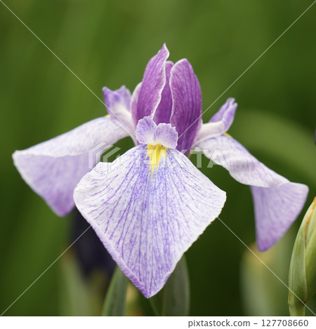 Colorful irises and buds in light purple and pink Colorful irises and buds in light purple and pink 127708660