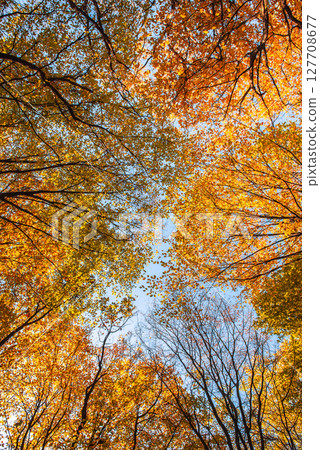 Yellow autumn leaves against clear blue sky. Seasonal background. 127708677