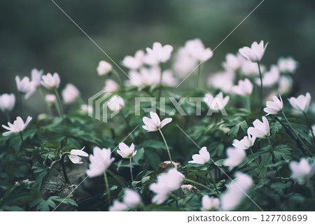 White anemone flowers growing in spring forest, natural seasonal background 127708699