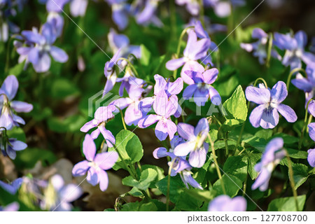 Viola reichenbachiana. Common Violet. Small purple flowers in forest at early spring 127708700