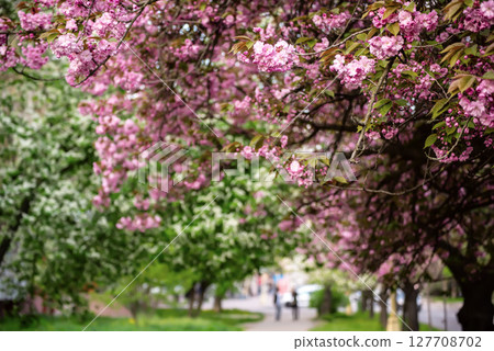 Sakura flowers blooming, spring seasonal Easter background Sakura flowers blooming, spring seasonal Easter background 127708702