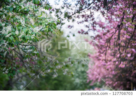 Sakura flowers blooming, spring seasonal Easter background 127708703