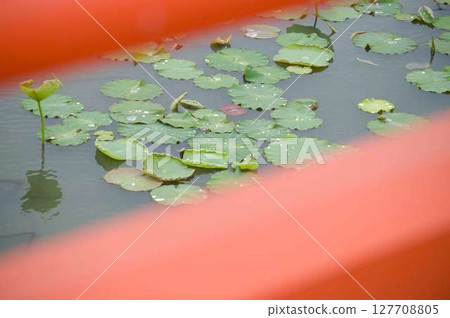 Lotus leaves seen through the railing 127708805