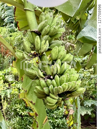 島香蕉 127708996