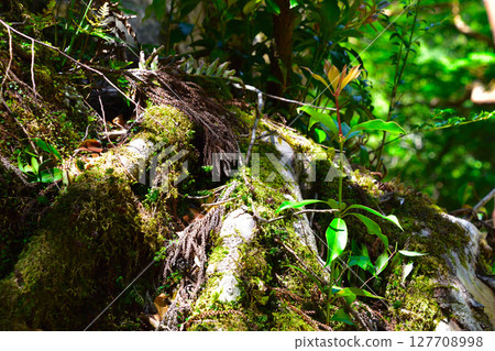 Stump renewal Yakushima 127708998
