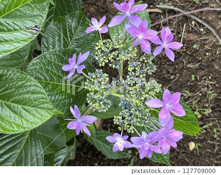 Purple torenia flowers blooming in a flowerbed in spring Purple torenia flowers blooming in a flowerbed in spring 127709000