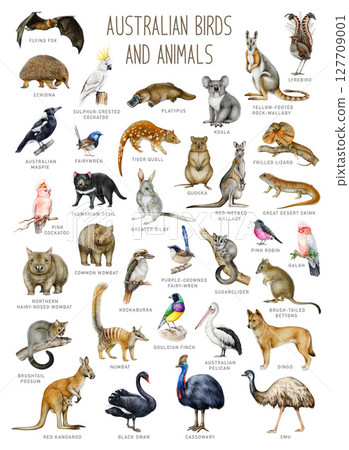 Australian various birds and animals with names hand drawn watercolor illustration set. Australia native mammals, avians, reptiles big painted table collection on white background 127709001