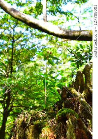 Stump renewal Yakushima 127709003