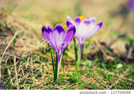 Spring crocus flowers in the grass, Easter seasonal background 127709098