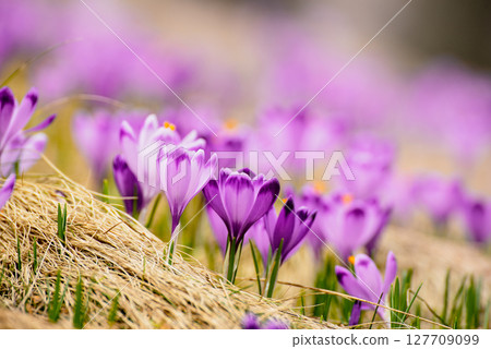 Spring crocus flowers in the grass, Easter seasonal background Spring crocus flowers in the grass, Easter seasonal background 127709099