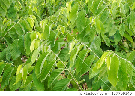 Annona leaves [Taitung County, Taiwan] 127709140