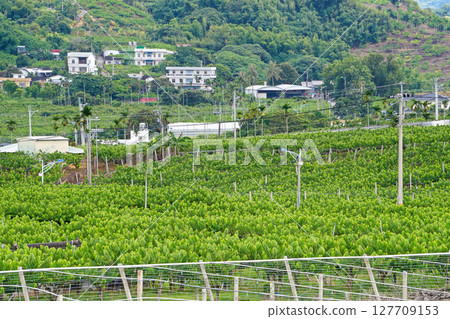 [台灣/台東市] 番荔枝田與頂岩灣村風景 127709153