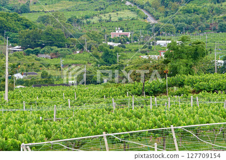 [Taiwan/Taitung City] Scenery of sugar apple fields and Dingyanwan village 127709154