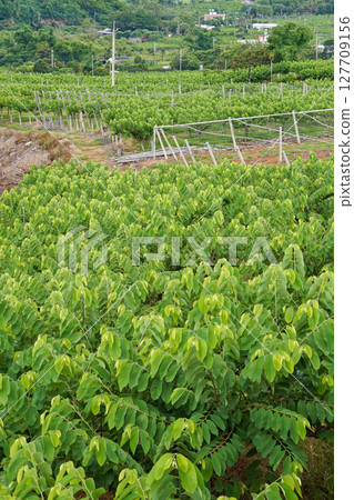 [Taiwan/Taitung City] Scenery of the sugar apple fields in the Dingyanwan area 127709156
