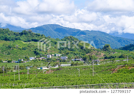 [Taiwan/Taitung City] Scenery of sugar apple fields and Dingyanwan village 127709157