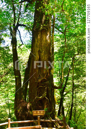 Yakushima Yakusugi Land Millennium Cedar Yakushima Yakusugi Land Millennium Cedar 127709165