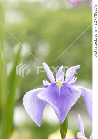 Beautifully blooming pale purple flowers, Japanese irises, early summer scenery Beautifully blooming pale purple flowers, Japanese irises, early summer scenery 127709278