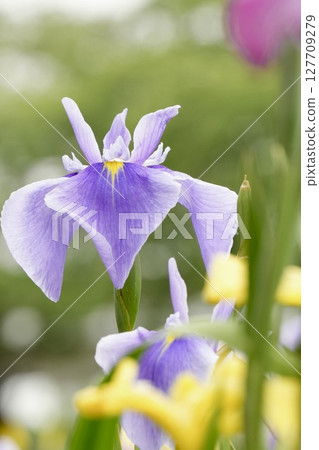 Beautifully blooming pale purple flowers, Japanese irises, early summer scenery Beautifully blooming pale purple flowers, Japanese irises, early summer scenery 127709279