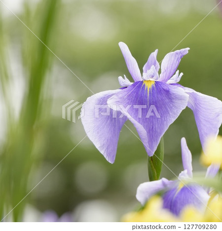 Beautifully blooming pale purple flowers, Japanese irises, early summer scenery Beautifully blooming pale purple flowers, Japanese irises, early summer scenery 127709280