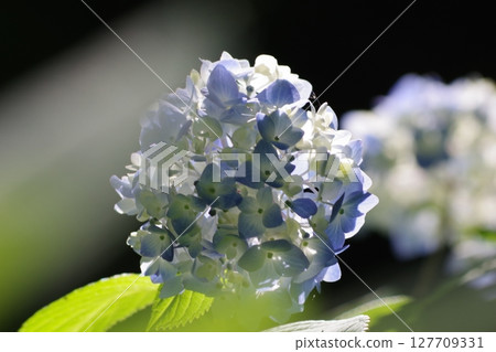 Blue hydrangea 127709331