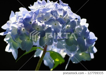 Beautiful contrast between white and purple hydrangeas 127709335