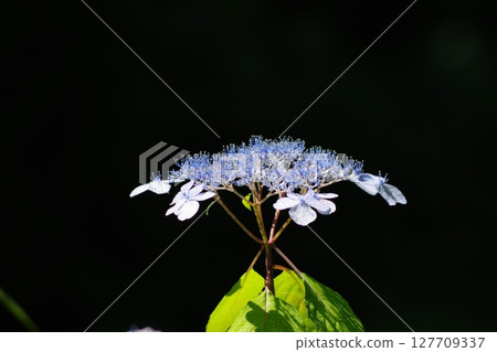 Blue hydrangea 127709337
