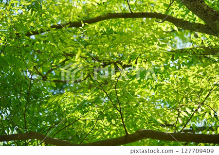 大和民俗公園新綠的櫸樹林 大和民俗公園新綠的櫸樹林 127709409