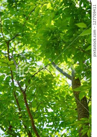 大和民俗公園新綠的櫸樹林 127709411