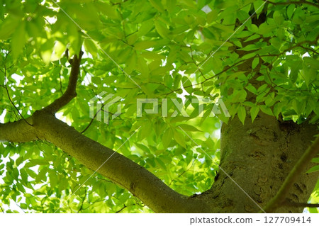 大和民俗公園新綠的櫸樹林 大和民俗公園新綠的櫸樹林 127709414
