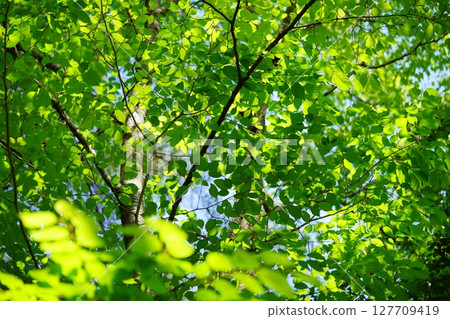 大和民俗公園新綠的櫸樹林 127709419
