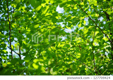 Fresh green zelkova forest in Yamato Folk Park Fresh green zelkova forest in Yamato Folk Park 127709424