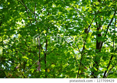 Negative ions from a fresh Zelkova forest Negative ions from a fresh Zelkova forest 127709429