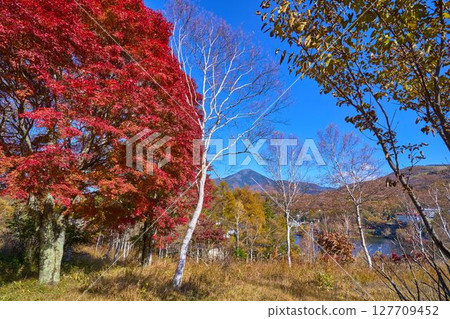秋季,從長野縣白樺湖西川公園透過紅葉欣賞蓼科山 秋季,從長野縣白樺湖西川公園透過紅葉欣賞蓼科山 127709452