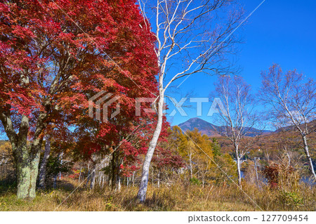 秋季，從長野縣白樺湖西川公園透過紅葉欣賞蓼科山 127709454