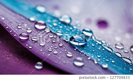 Macro shot of dewdrops on a vibrant purple and turquoise petal with crystal-clear reflections 127709833