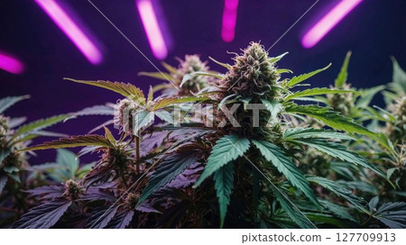 Cannabis plants flourishing under purple LED grow lights, showcasing dense buds and vibrant green leaves in an indoor cultivation setup Cannabis plants flourishing under purple LED grow lights, showcasing dense buds and vibrant green leaves in an indoor cultivation setup 127709913
