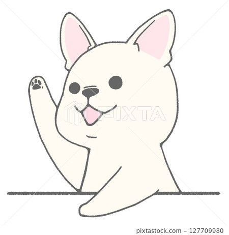 French bulldog (white) raising hand 127709980