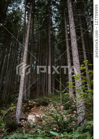 Tall Trees Standing in a Quiet Forest Tall Trees Standing in a Quiet Forest 127709999