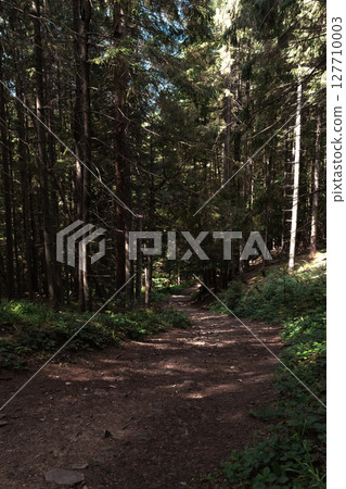 The forest opens slightly as sunlight creates a natural spotlight in the middle of the woods. 127710003