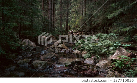 The stream carves a path throug the forest, cascading over stones and creating a peaceful atmosphere 127710036
