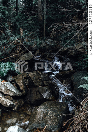 The stream carves a path throug the forest, cascading over stones and creating a peaceful atmosphere The stream carves a path throug the forest, cascading over stones and creating a peaceful atmosphere 127710116