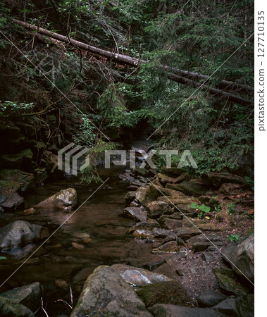 The stream carves a path throug the forest, cascading over stones and creating a peaceful atmosphere 127710135
