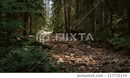 The forest opens slightly as sunlight creates a natural spotlight in the middle of the woods. 127710154