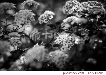 White Blossoms Captured in Black and White 127710204