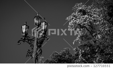 The town lantern was hidden behind a tree. The town lantern was hidden behind a tree. 127710331