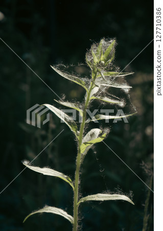A close-up shot of a plant covered in cotton-like fibers, standing out against a dark background. 127710386