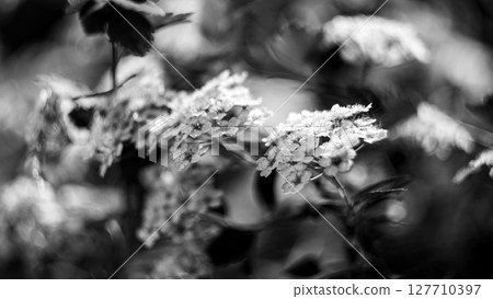 The photo features sharply focused blossoms against a blurred background. 127710397